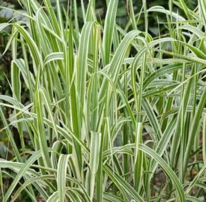 Cosmopolitan Maiden Grass