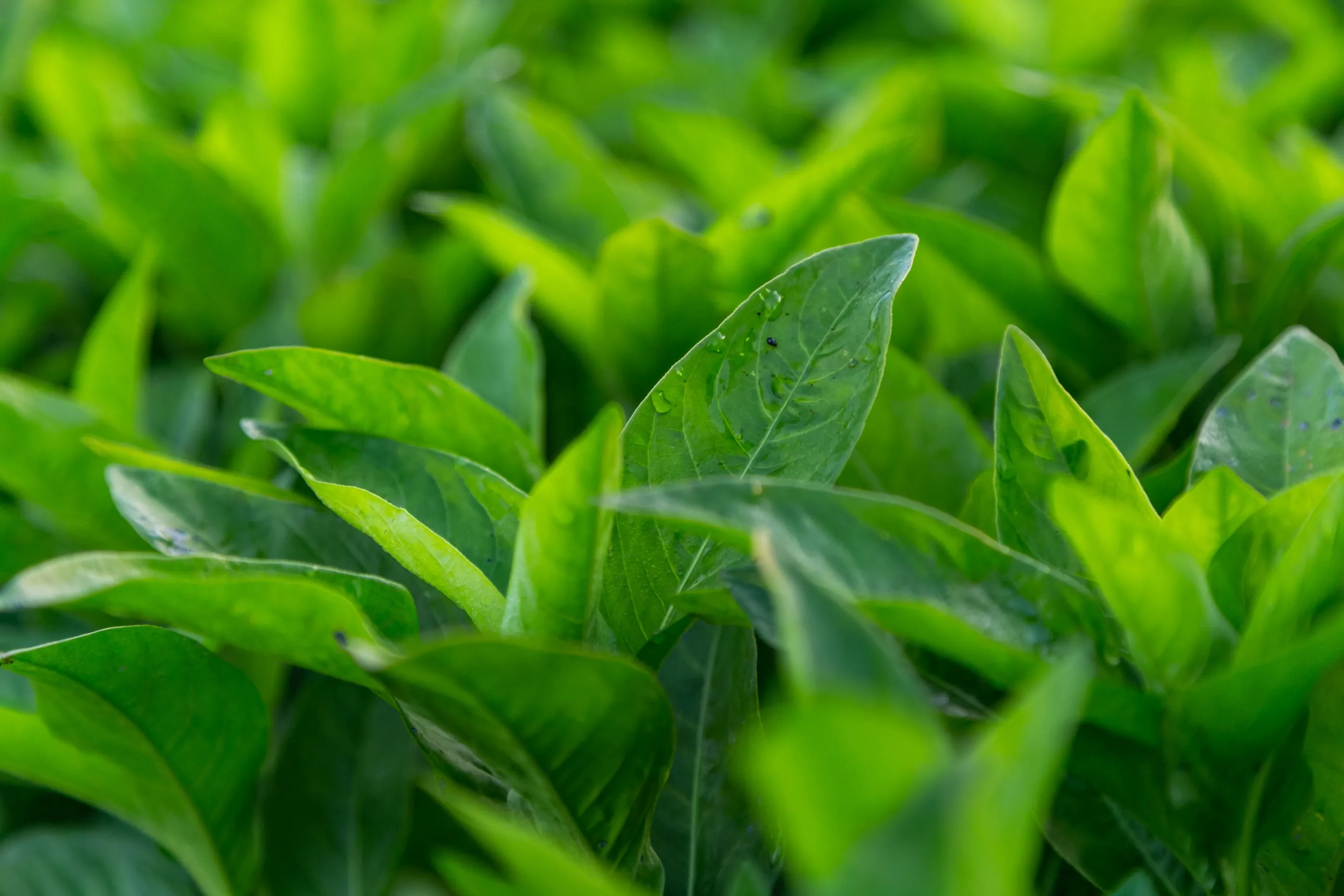Organic Indigo Leaf Powder For Hair